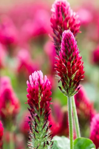 Miniatura 6 de TomorrowSeeds - Crimson Clover Seeds - 1 Pound - for 2025 Planting USA Garden Flower Italian Blood Red Clovers Winter Annual Cover Crop Non-GMO