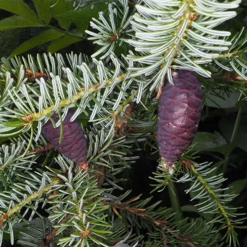 Miniatura 3 de Picea omorika (abeto serbio) Semillas de árbol, madera fuerte y duradera, semillas de MySeeds.Co, usted elige