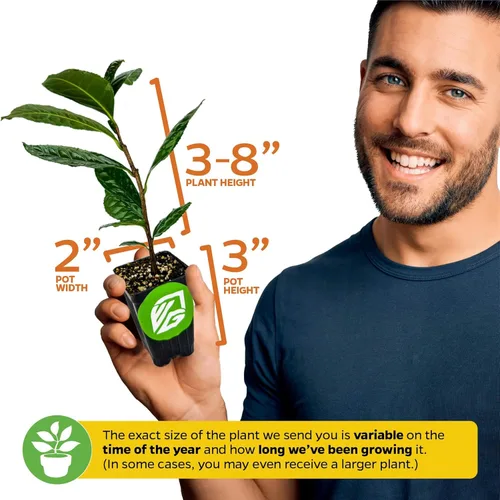 Miniatura 3 de Yerba Mate – Ilex paraguariensis by Wellspring Gardens – Planta de té sudamericana – Árbol del patrimonio cultural – Energizador botánico exótico