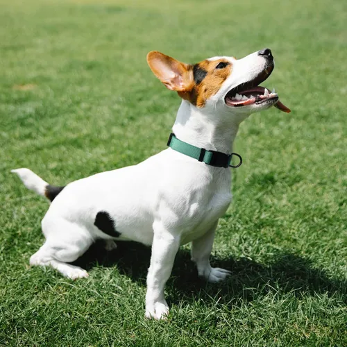 Miniatura 6 de AUDWUD Collar de nailon grueso, clásico ajustable, varios colores, adecuado para perros pequeños, medianos y grandes, 4 tamaños Esmeralda