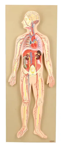 Eisco Modelo de laboratorios, sistema circulatorio humano, tamaño medio
