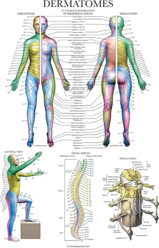 Miniatura 4 de Palace Learning Paquete de 2 pósteres de anatomía del sistema muscular + tabla anatómica de dermatomas