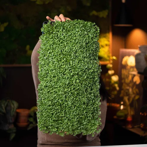 Miniatura 3 de Bootstrap Farmer Microgreen 1020 - Bandejas verdes, paquete de 30 unidades, extra fuerte con agujeros, bandeja de semillas poco profundas
