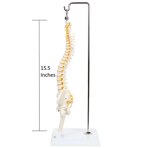 Miniatura 4 de Axis Scientific mini modelo de anatomía de columna vertebral, incluye nervios y viene con soporte resistente.