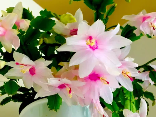 Miniatura 9 de Planta viva de cactus de Navidad blanca de 4 pulgadas. Fácil de cultivar y cuidar, csctus navideño. Blanco