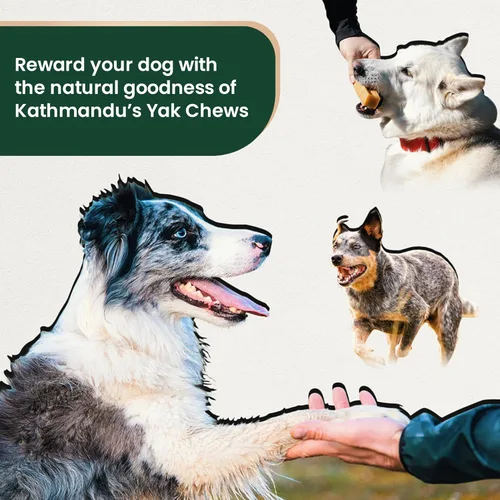 Miniatura 8 de KATHMANDU'S Auténticos masticables de queso de yak para perros del Himalaya, golosinas nutricionales naturales y ricas en proteínas, masticables