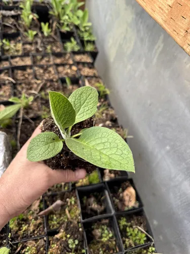 Miniatura 3 de Planta de consuelda rusa orgánica viva – Bocking 14 Cultivar – Paquete de 2 – Establecido y enraizado – Macetas de 3 pulgadas – Perenne de rápido
