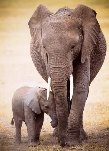 Miniatura 2 de Eurographics Rompecabezas de 1000 piezas de elefante y bebé