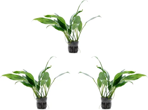 Miniatura 50 de SubstrateSource Plantas vivas – Anubias Hastifolia (Anubias hastifolia) – Luz baja a moderada, hojas en forma de flecha de color verde medio a