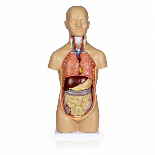 VAT106 Modelo de anatomía de torso humano sin sexo de tamaño medio, 12 piezas extraíbles, más de 60 características etiquetadas, sección