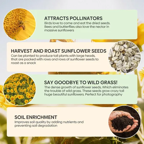 Miniatura 7 de Semillas de girasol Groundio para plantar, 1 OZ, cultiva un girasol gigante Mamut en tu jardín, más de 300 semillas de girasol con alta germinación
