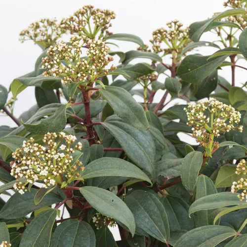 Miniatura 2 de Moonlit Lace Viburnum - 3 galones - Arbusto de hoja perenne - Compacto - Follaje verde brillante a borgoña - Flores de primavera blancas de encaje