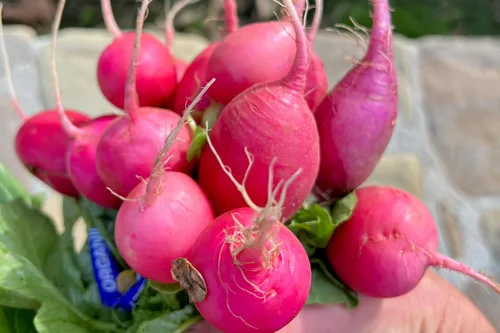 Miniatura 3 de Plant Good Seed Semillas de rábano Organic Pink Beauty – Paquete de 125, semillas tradicionales para plantar verduras – Suministros de jardinería