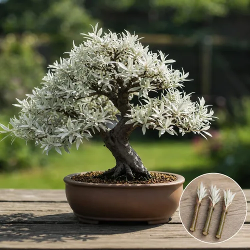 Árbol bonsái de sauce blanco enano vivo para cultivar, impresionantes hojas de color verde plateado, material de bonsái de crecimiento rápido, para