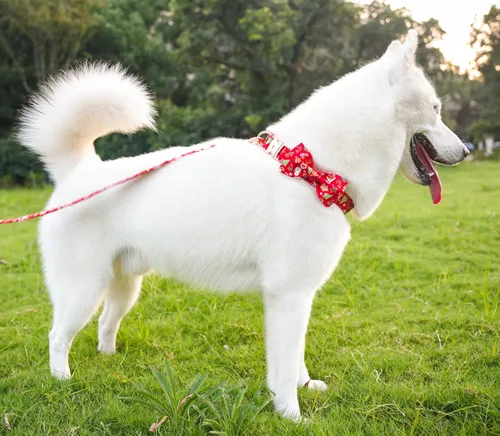 Miniatura 2 de Collar de Navidad para perro Tunkoo con elegante corbatín, collar suave y cómodo de algodón ajustable, hebilla de metal premium para cachorros