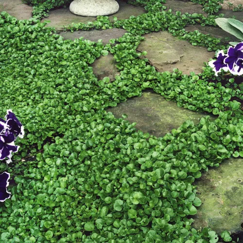 Miniatura 6 de Outsidepride Semillas de Dichondra Repens Perennes - 1 libra Semillas densas verdes de cobertura del suelo de bajo mantenimiento para plantar, ideal