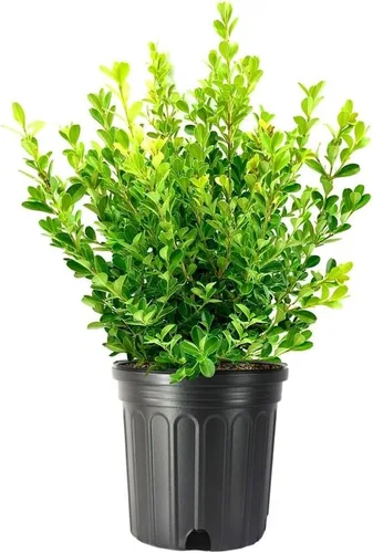 Miniatura 8 de Boj japonés 10 plantas vivas Buxus Microphylla Arbusto de hoja perenne, bajo mantenimiento, ideal para setos, follaje denso, perfecto