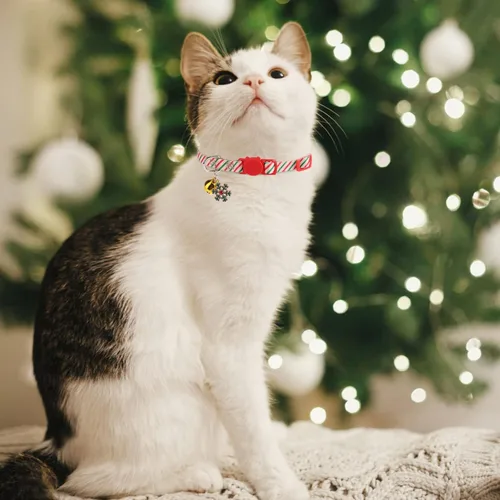 Miniatura 7 de Collares Navideños Separables para Gatos con Campana y Bonitos Colgantes - Paquete de 3 Collares de Seguridad Ajustables para Gatitos - Collar