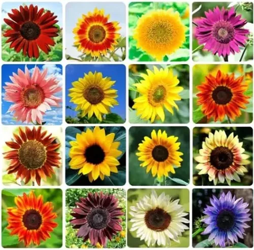 Semillas de mezcla de girasol para plantar – Más de 100 semillas de girasol sin OMG – Plantar y cultivar jardín de flores al aire libre en casa, 2