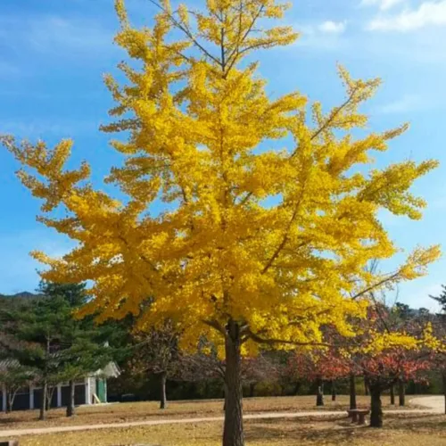Bonsai Ginko Biloba - Semillas de árbol para plantar - 5 semillas - Hojas comestibles que promueven la memoria y el vigor - Semillas de gingko