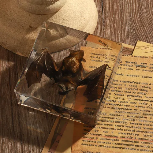 Miniatura 8 de Murciélago de taxidermia, especímenes de murciélago reales en resina para educación científica en el aula, gran regalo para fanáticos