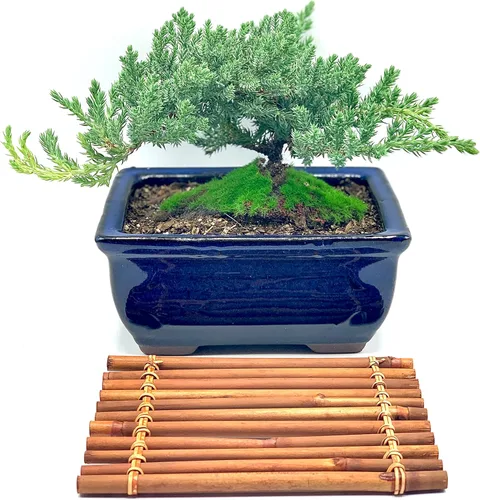 Miniatura 2 de Árbol de enebro enano bonsái vivo de 7 años con soporte de bambú hecho a mano Árbol de enebro o jade bonsái Interior/Exterior 100% hecho a
