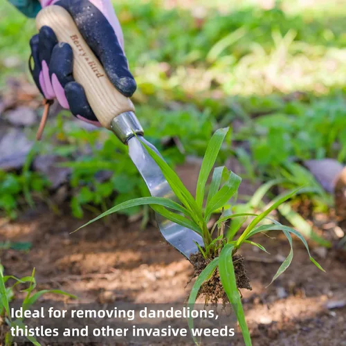 Miniatura 2 de Pala de mano para jardín de Berry&Bird, acero inoxidable, resistente, para mujeres, herramienta de jardinería con mango ergonómico y cabeza de metal