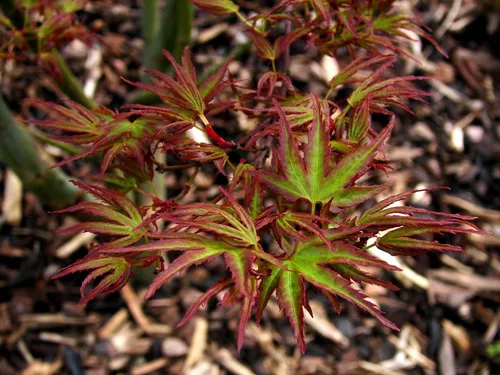 Miniatura 2 de Kamagata Japanese Maple 1 - Año Árbol vivo