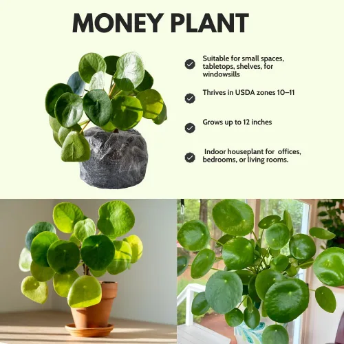 Miniatura 4 de Planta de dinero vivo, plantas Pilea Peperomioides, 5-7 pulgadas de alto, planta