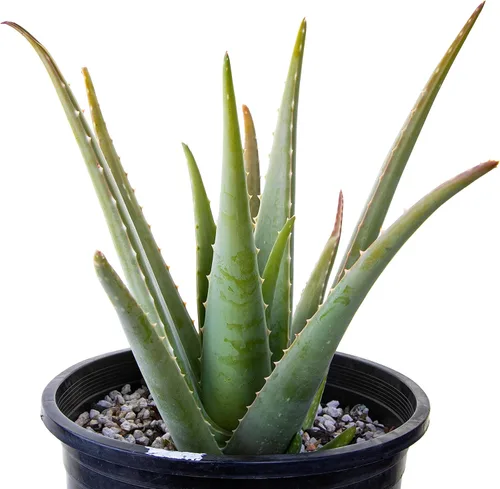 Cactus Outlet Planta de aloe vera – Planta viva de interior y exterior – Planta de casa de aloe saludable – Barbadensis – Planta viva lista para el