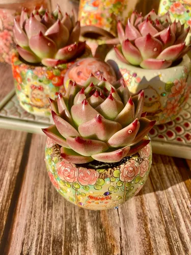 Miniatura 6 de Echeveria Agavoides - Kit de suculentas de dragón azul, con maceta de plástico, 1 cabeza de 2 pulgadas, planta viva de 2 pulgadas, suelo comprimido