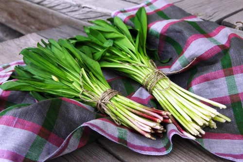 Miniatura 2 de Semillas Hierba Ramsons (Ajo Salvaje) - 50 Semillas