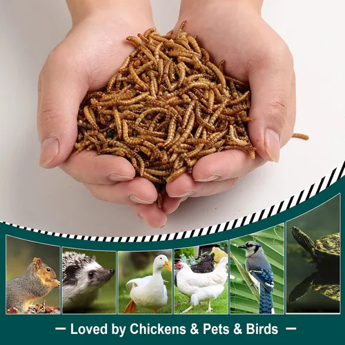 Miniatura 6 de Gusanos de harina secos de 44 libras para pollos, 100% naturales de calidad premium sin OMG, golosinas para aves de corral, pollos, patos y gansos