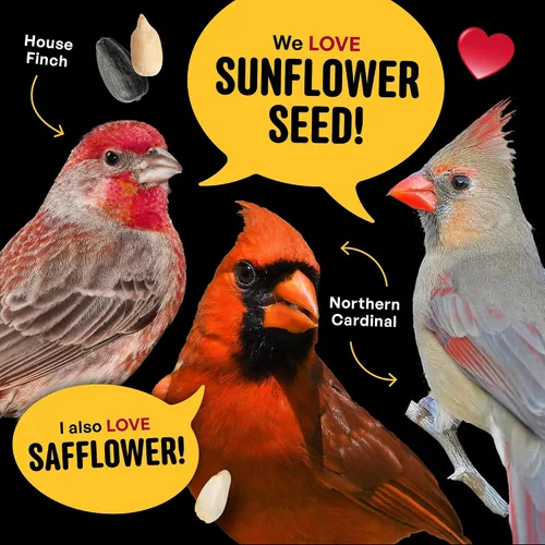 Miniatura 8 de Cool Birds Cardinal & Crew Semilla para Aves Silvestres – 10 lb. Girasol de Aceite Negro, Corazones de Girasol y Mezcla de Cártamo para Cardenales