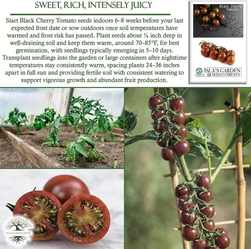 Miniatura 5 de Semillas de tomate cereza negra para plantar, más de 25 semillas de reliquia por paquete, semillas de jardín de Isla (semillas de jardín de Isla)
