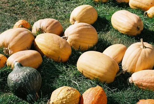 Miniatura 2 de TomorrowSeeds - Semillas de calabaza Dickinson - Paquete de más de 20 unidades - para 2024 (Kentucky Field), parche de bronceado, calabazas