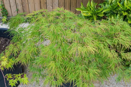 Miniatura 5 de 10 Upright Green LACELEAF Maple Japanese Seiryu Acer Palmatum Dissectum Viridis Tree Seeds