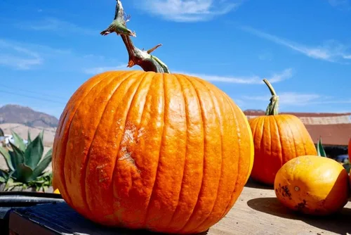Miniatura 2 de 20 semillas de calabaza Big Max para plantar, ideales para Jack-O-Lantern