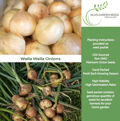 Miniatura 2 de Walla Walla - Semillas de cebolla dulce española (Allium cepa) – Más de 300 semillas de reliquia sin OMG de Isla's Garden Seeds, sabor extra dulce