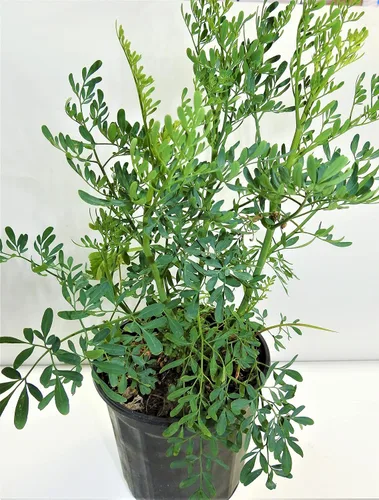 Miniatura 3 de Ruda Plant Herb of Grace de 5 a 8 pulgadas de alto..