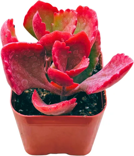 Miniatura 2 de Plantas suculentas vivas de 2 pulgadas, plantas suculentas mini vivas de fácil cuidado, enraizadas en mezcla de tierra para suculentas, de The
