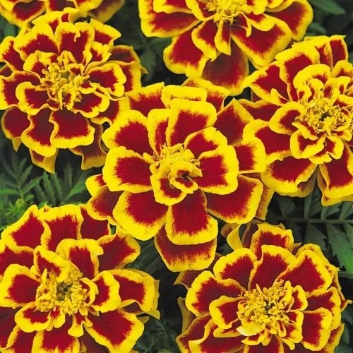 Miniatura 7 de Outsidepride Tagetes Patula Durango Bee French Marigold Garden Flower Seed - 250 Semillas Abeja francesa