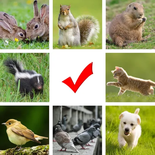 Miniatura 2 de Cargador de Valla Eléctrica FenceMate con Alimentación AC, Salida 0.25J hasta 5 Millas para Contener Mascotas Pequeñas, Aves de Corral, Mantener