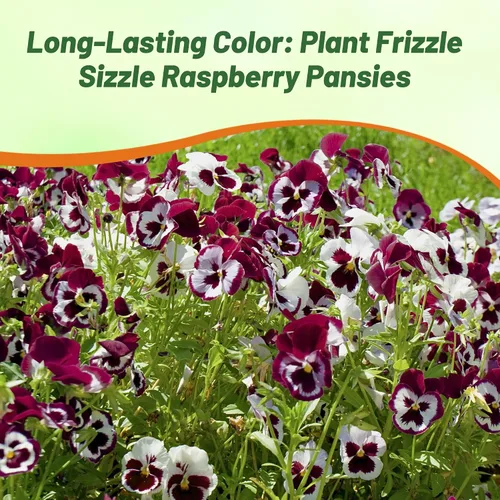 Miniatura 6 de Outsidepride Frizzle Sizzle - Semillas de pensamiento de viola de frambuesa para plantar, 100 unidades. Flores bienales, resistentes al frío y aptas
