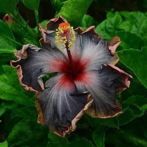 20 semillas de hibisco negro rosa púrpura flores perennes flor flor flor jardín árbol