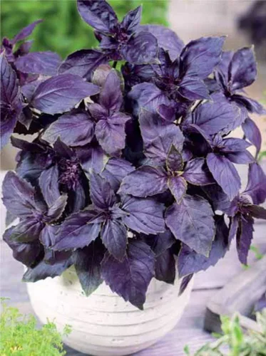 Miniatura 4 de Semillas de albahaca morada de interior sin OMG hierbas para plantar