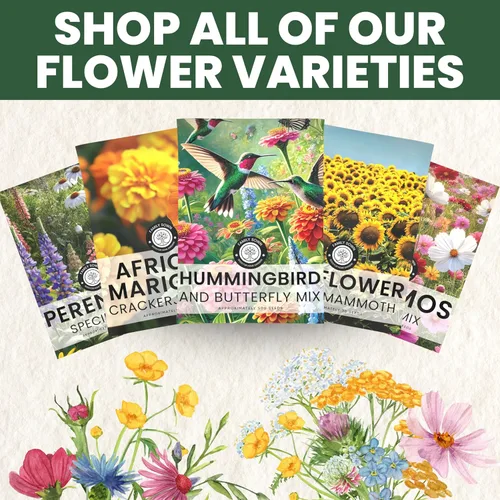 Miniatura 7 de Crazy Cosmos Mix - Sobre grande de 0.18 oz - 600 semillas de flores para plantar - Cosmos bipinnatus