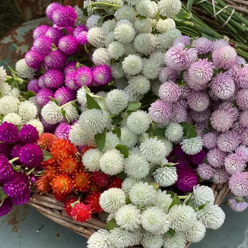 Miniatura 2 de Más de 1000 semillas de amaranto globo para plantar, semillas de flores de gomphrena de amaranto, pompones, sin OMG, semillas de plantas