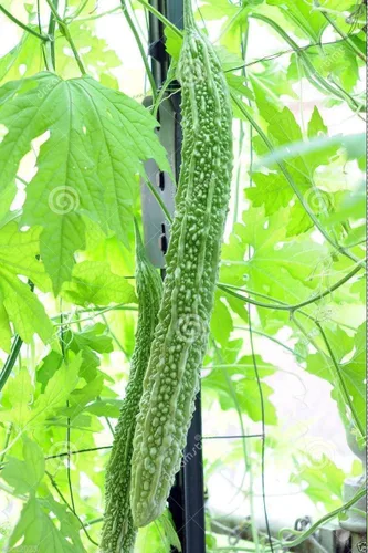 Bitter Gourd Seeds,Japanese Long (Asian vegetable) Harvested young at 10-13" !(10 Seeds)