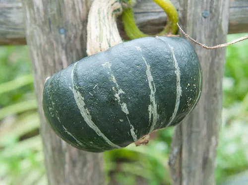 Miniatura 5 de Burgess Buttercup Winter Squash, 25 semillas tradicionales por paquete, semillas sin OMG, nombre botánico: Cucurbita Maxima, Isla's Garden Seeds